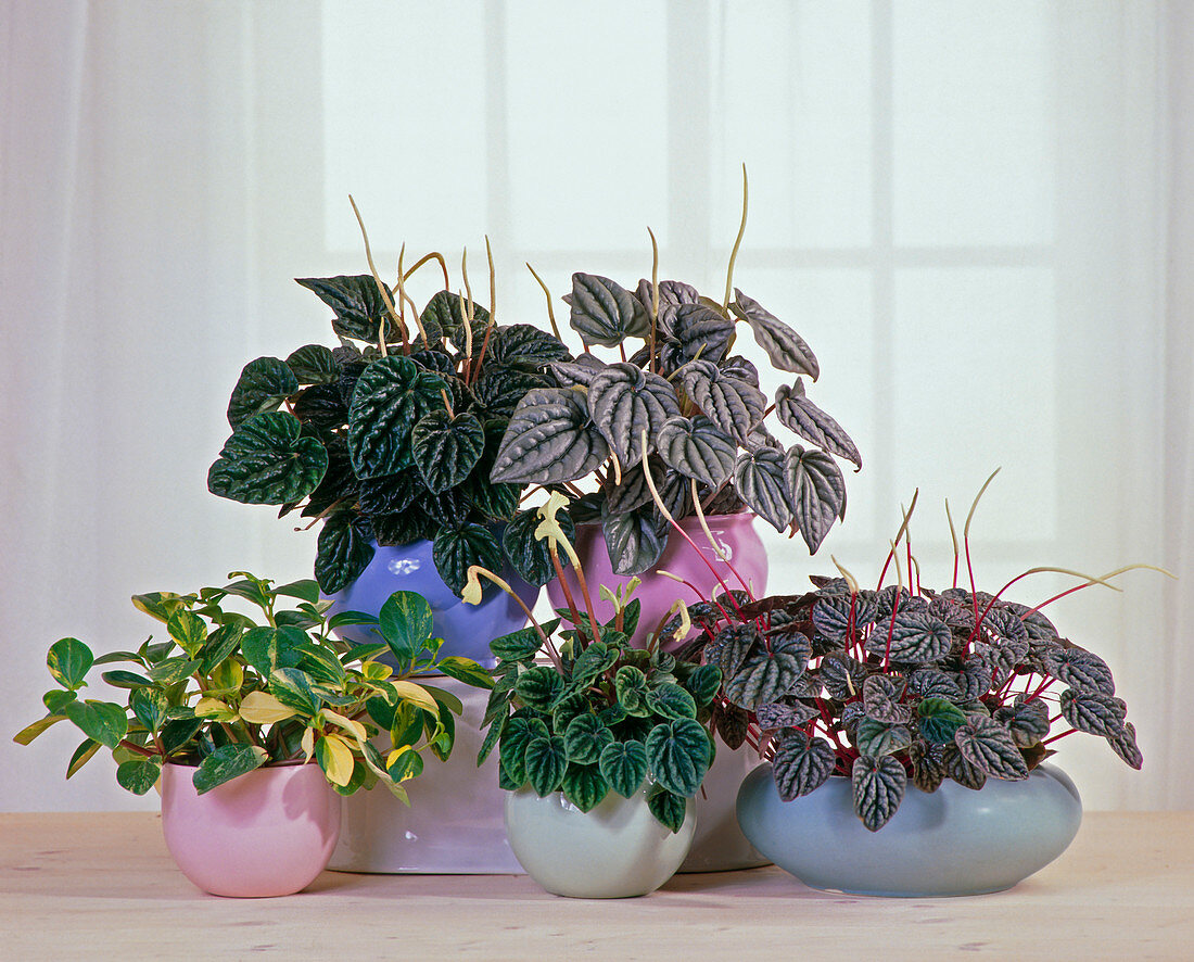 Peperomia-Gruppe