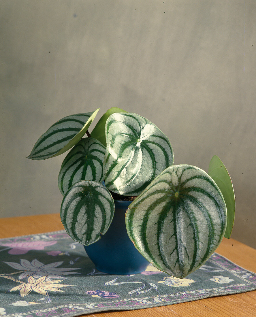 Peperomia argyreia 'Watermelon'