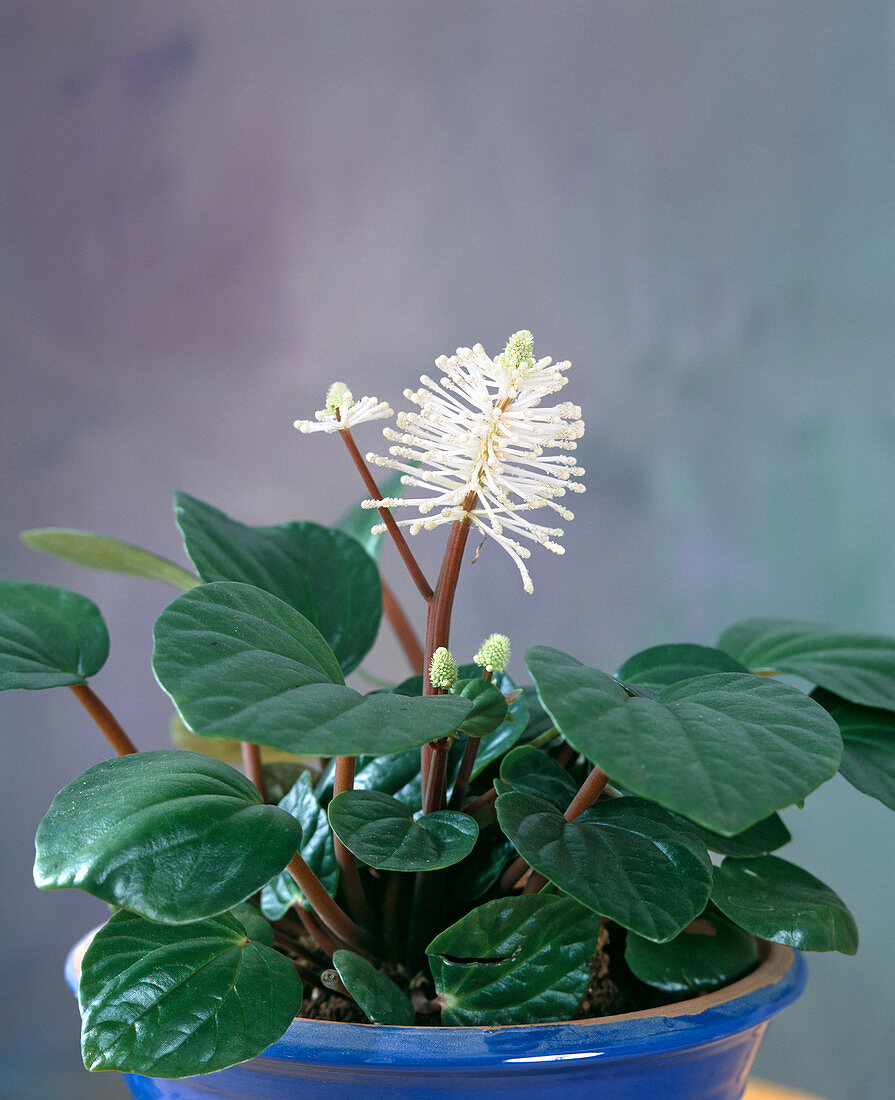 Peperomia flower, Peperomia fraseri