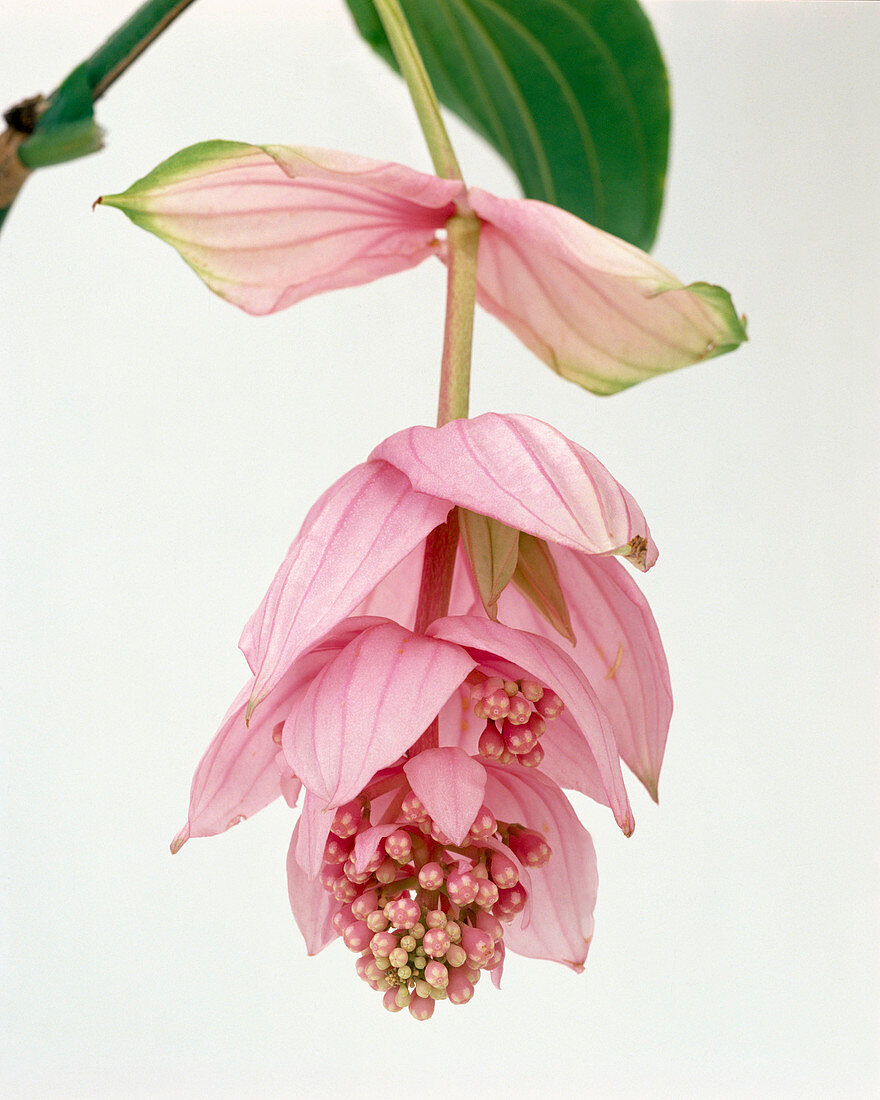 Medinilla magnifica