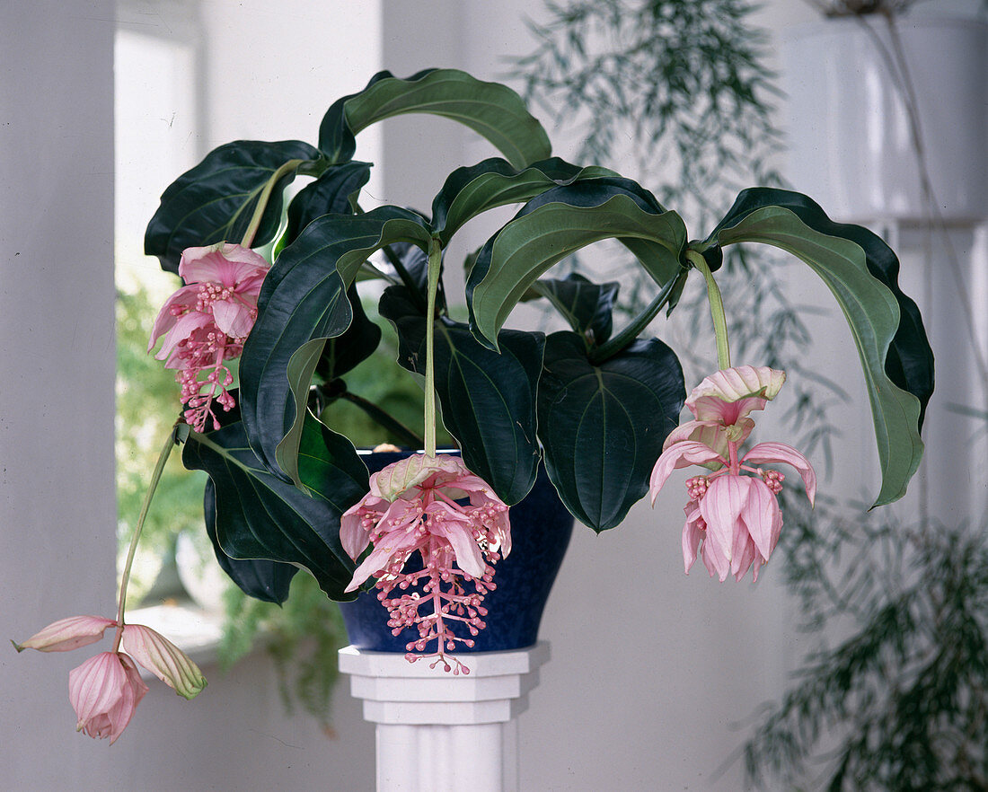 Medinilla magnifica