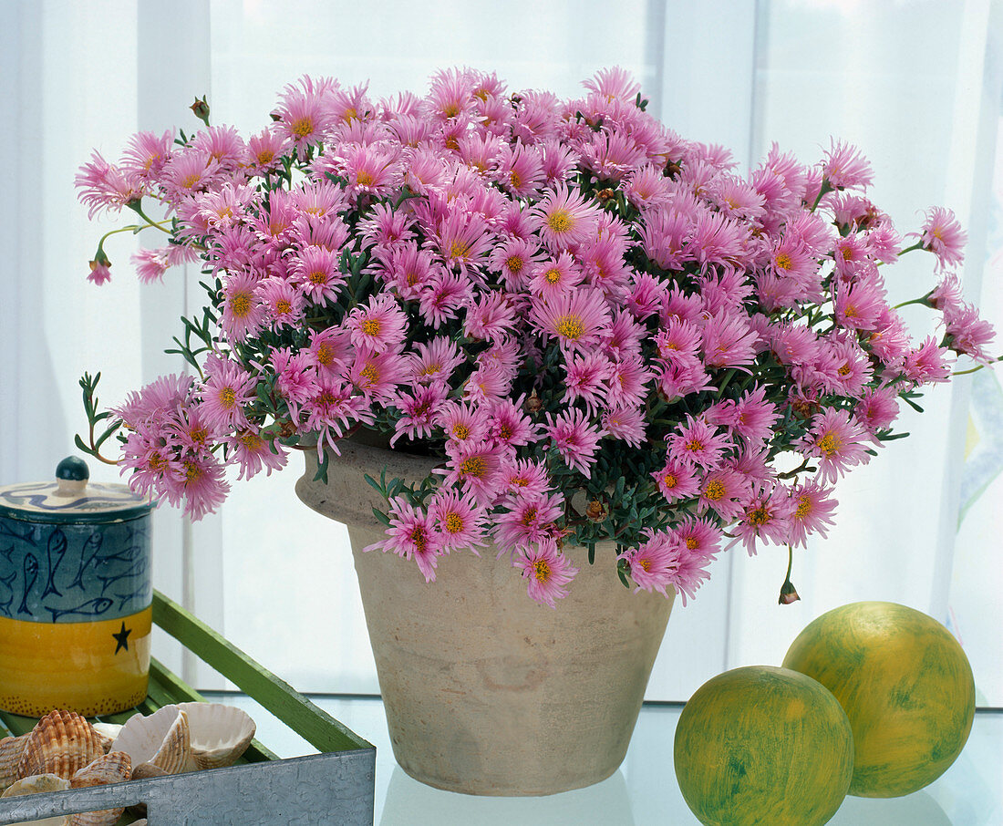 Lampranthus hybrid