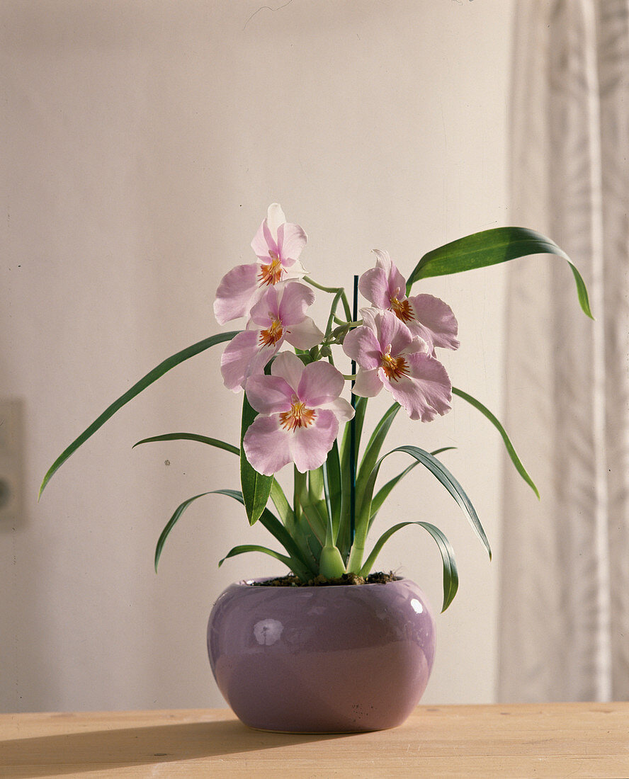 Miltonia