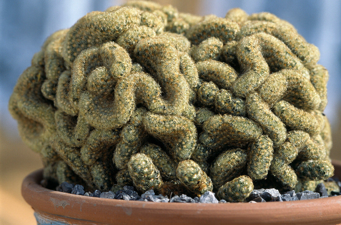 Mammillaria elongata cristata