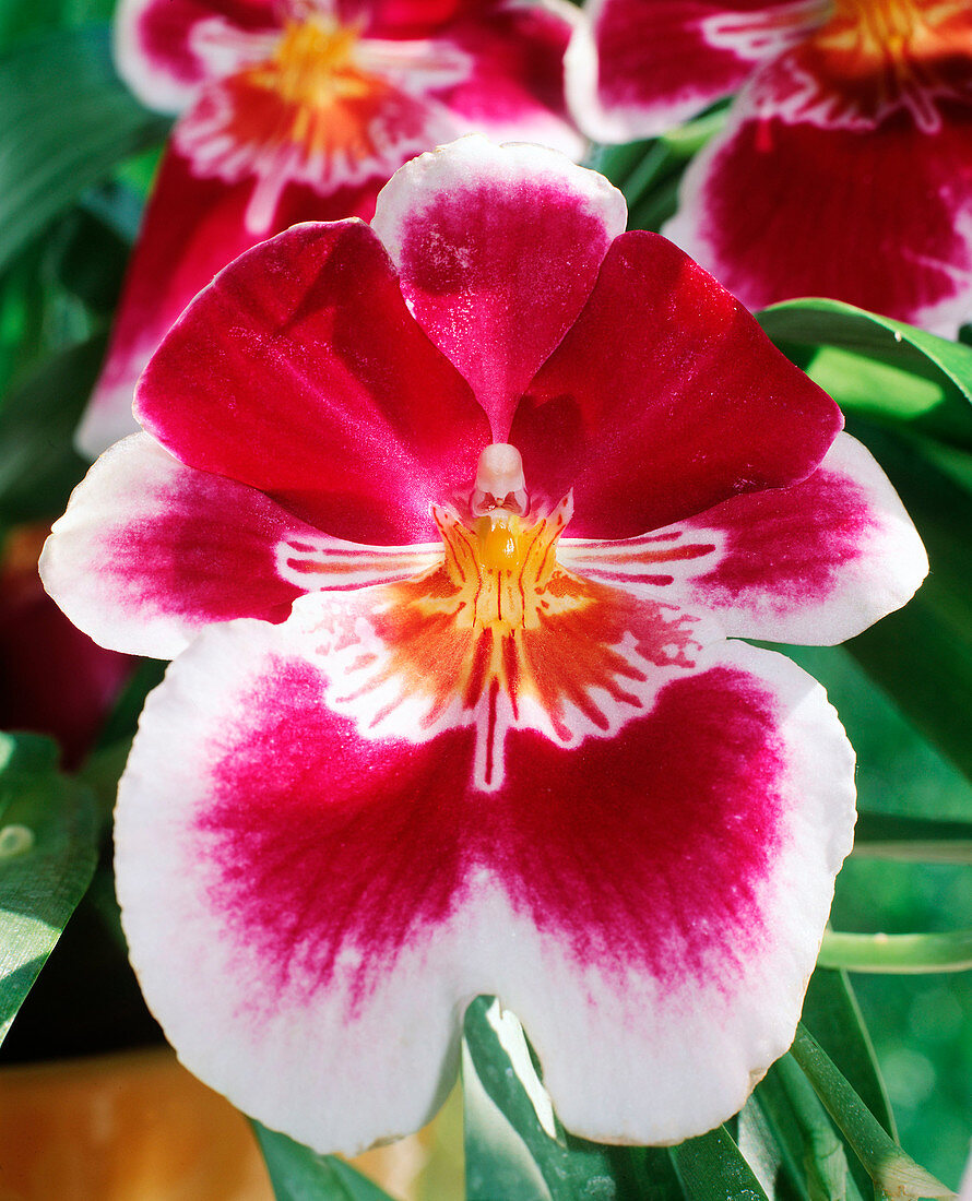 Miltonia hybrids