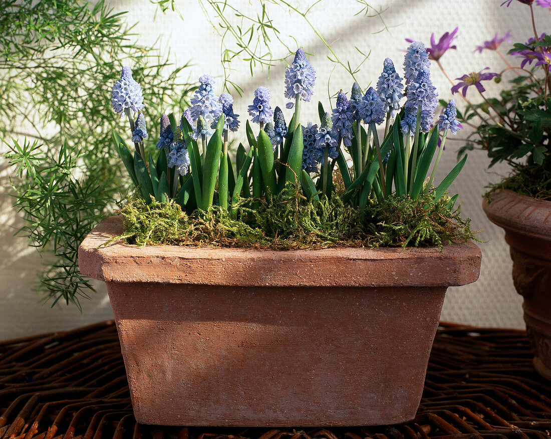 Muscari azureum