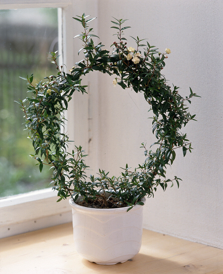 Myrtus communis