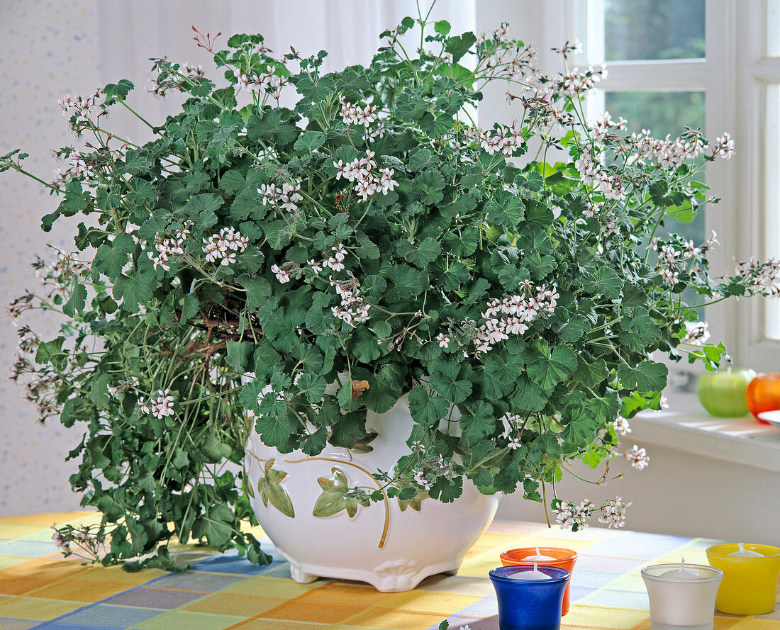 Pelargonium odoratissimum