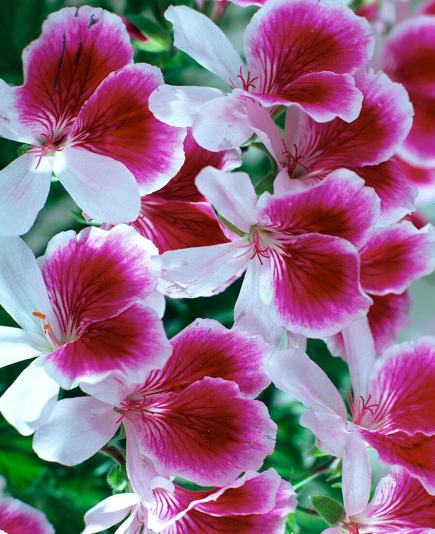 Pelargonium hybr. tiptop - 'Catford Belle' series