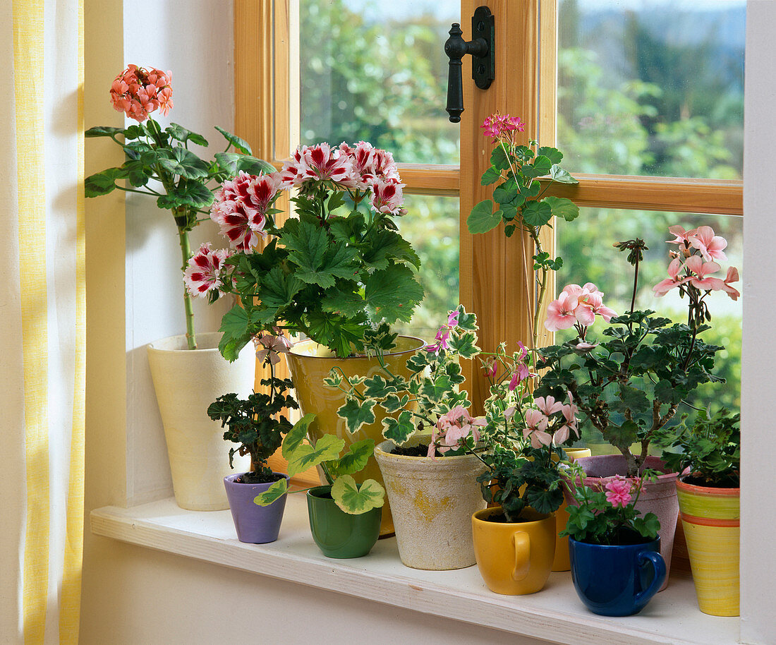 Indoor geraniums