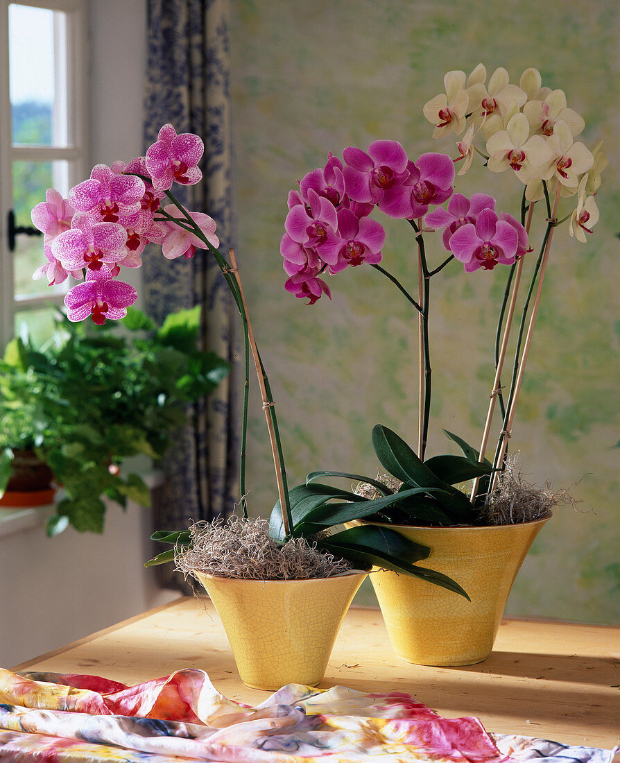 Phalaenopsis-Hybriden