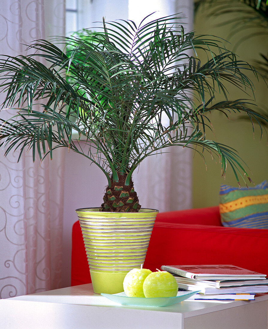 Phoenix roebelenii (date palm)
