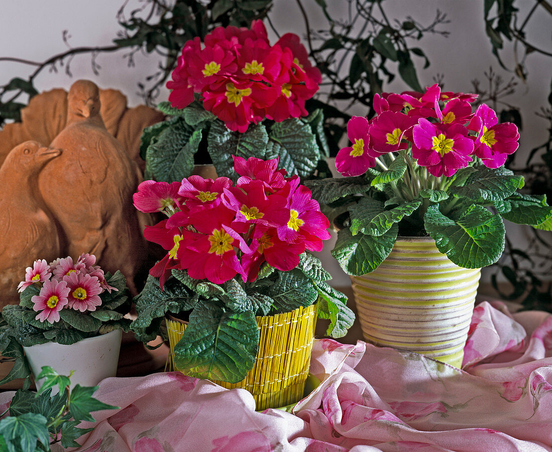 Primula acaulis (cushion primrose) with a pair of doves