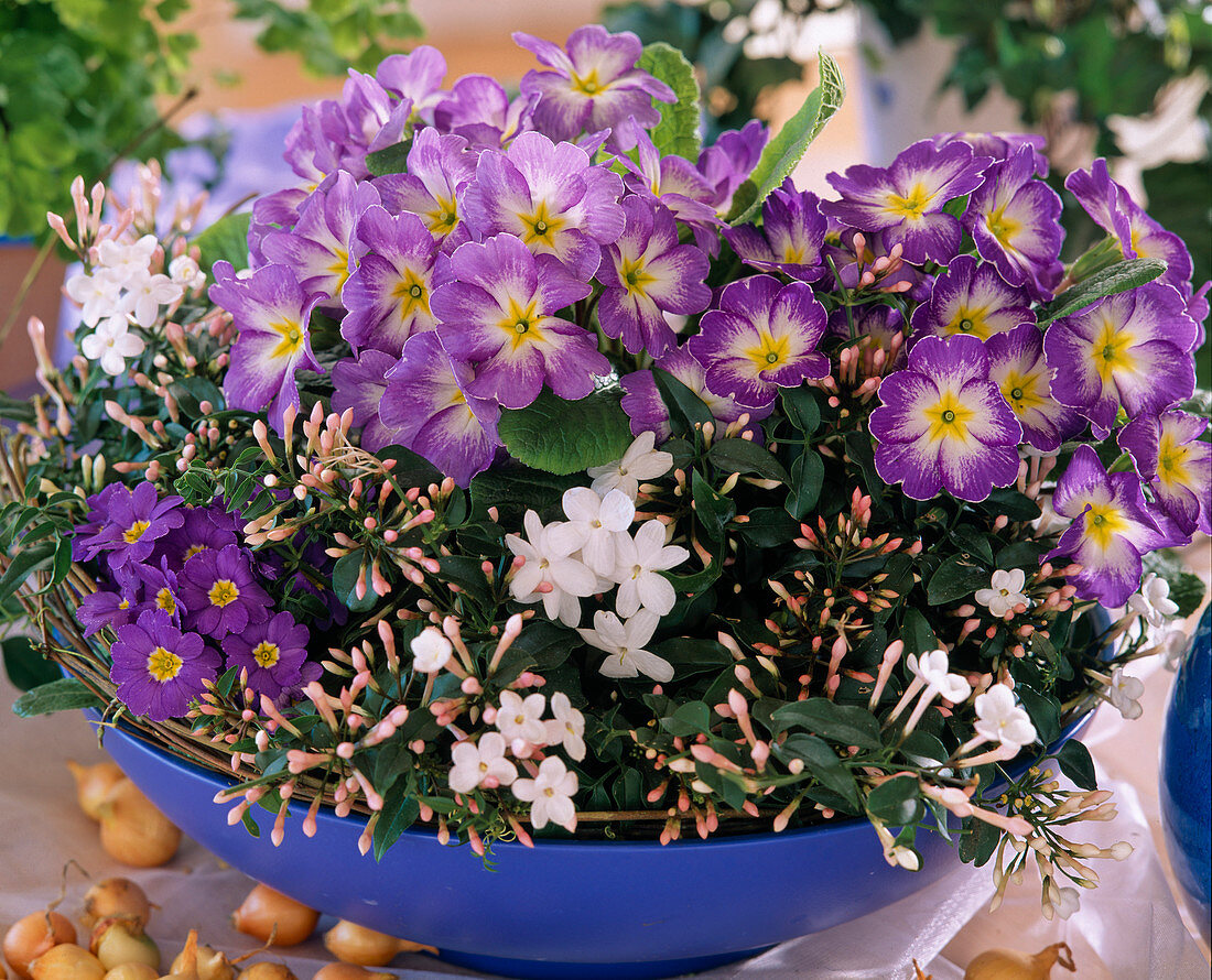 Primula acaulis und Jasminum polyanthum in blauer Schale