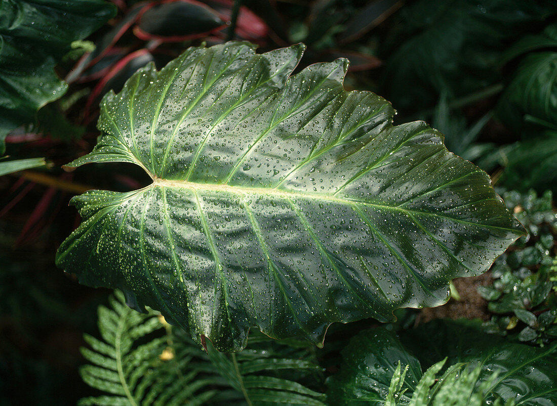 Philodendron Corsonianum