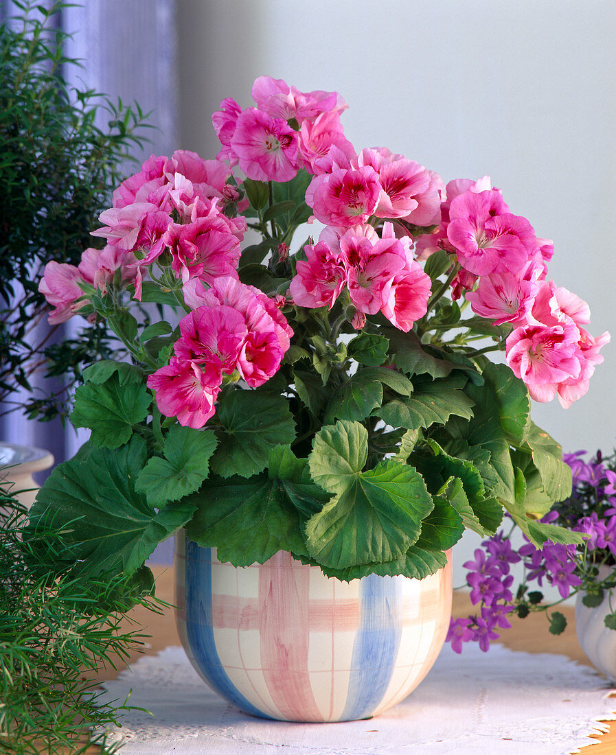 Pelargonium grandiflorum (Geranium)