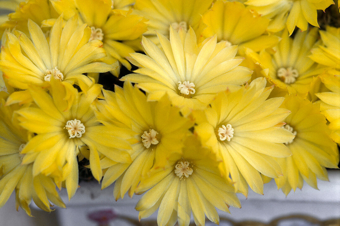 Parodia comarapana