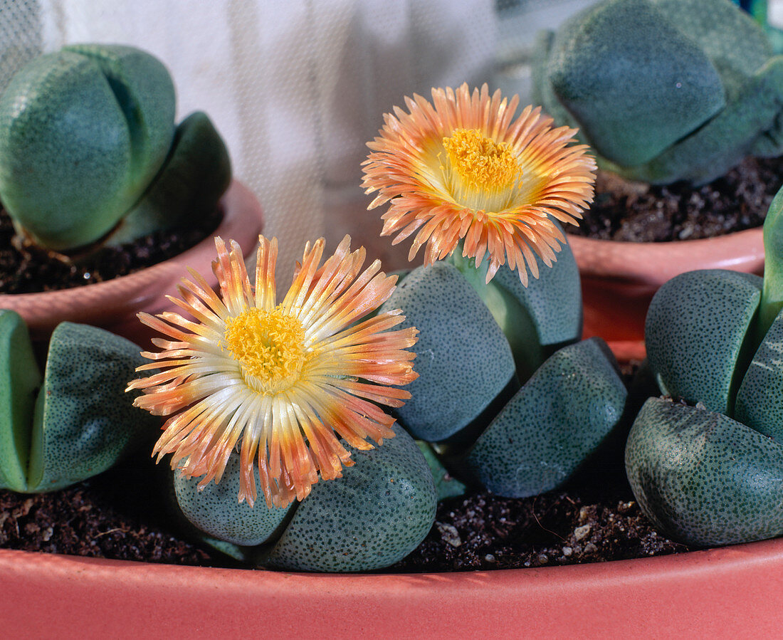 Pleiospilos Nelli In old pink bowl