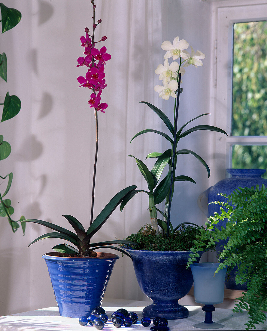 Doritanopsis, Dendrobium (orchids)
