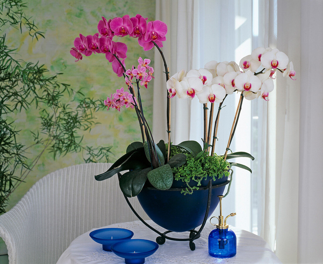 Phalaenopsis hybrids