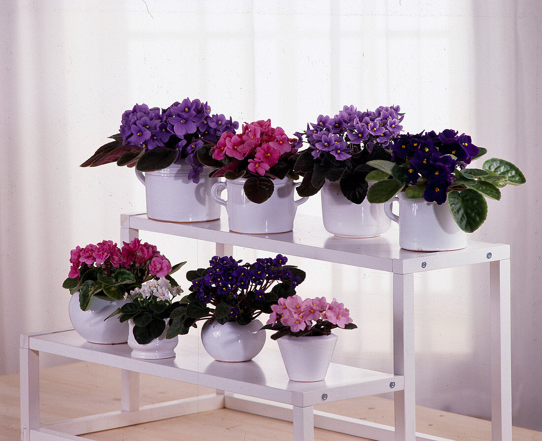 Saintpaulia ionantha (African violet)