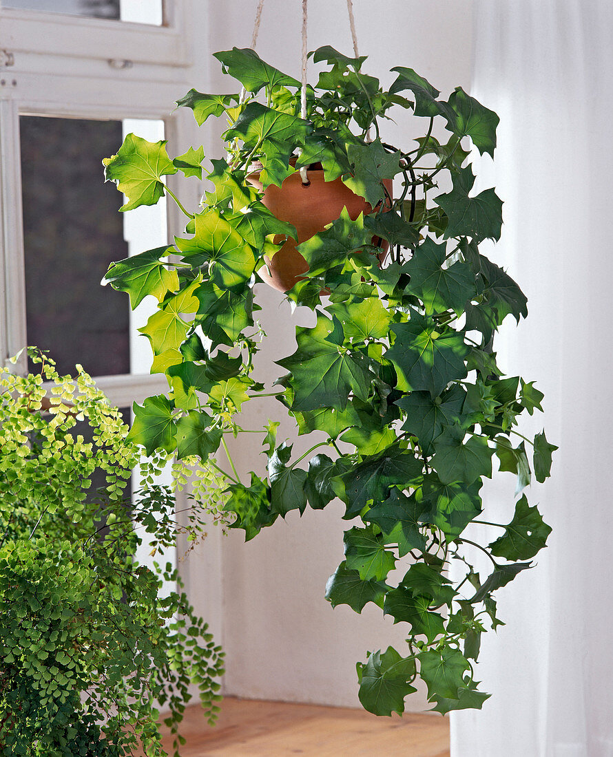 Senecio micanioides (oder Mikanioides)