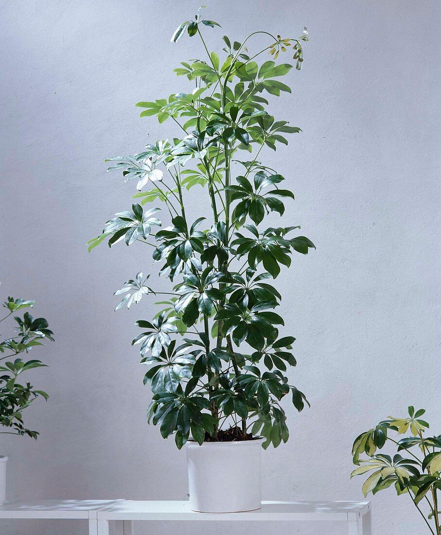 Schefflera arboricola