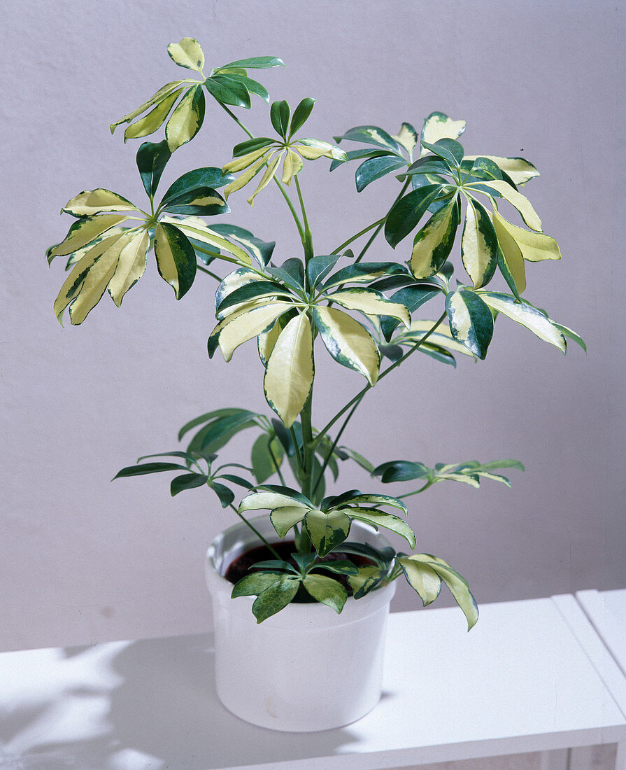 Schefflera arboricola