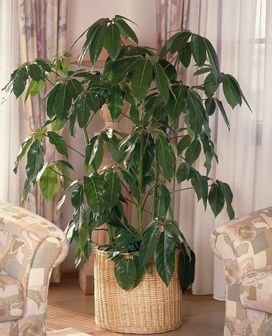 Schefflera-Hybride