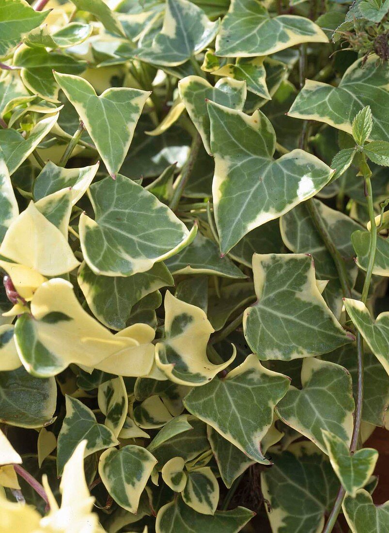 Senecio macroglossus 'Variegatum'