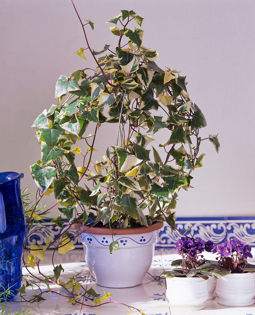 Senecio macroglossus 'Variegata'