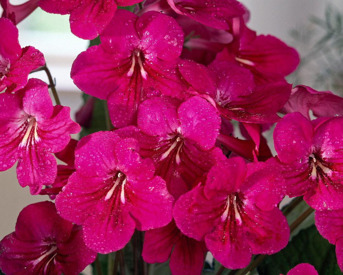 Streptocarpus hybrid 'Isa'