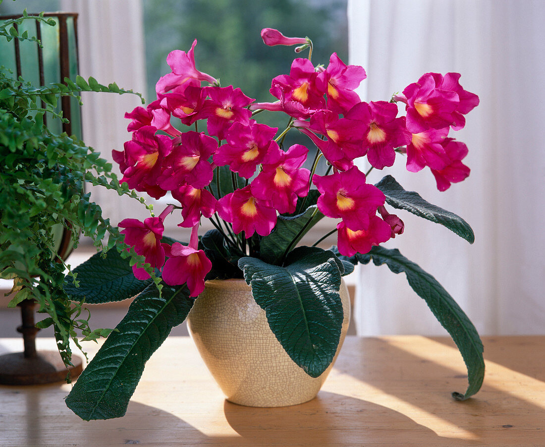 Streptocarpus-Hybride