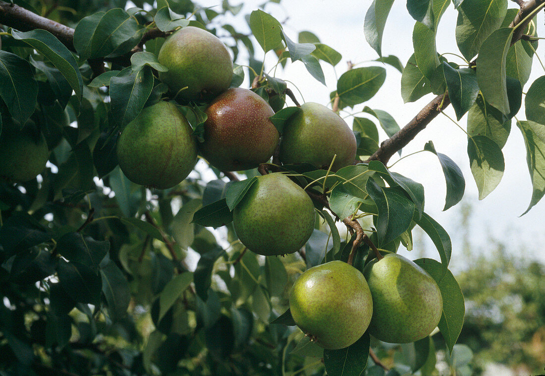 Pyrus 'Alexander Lukas' (pear)