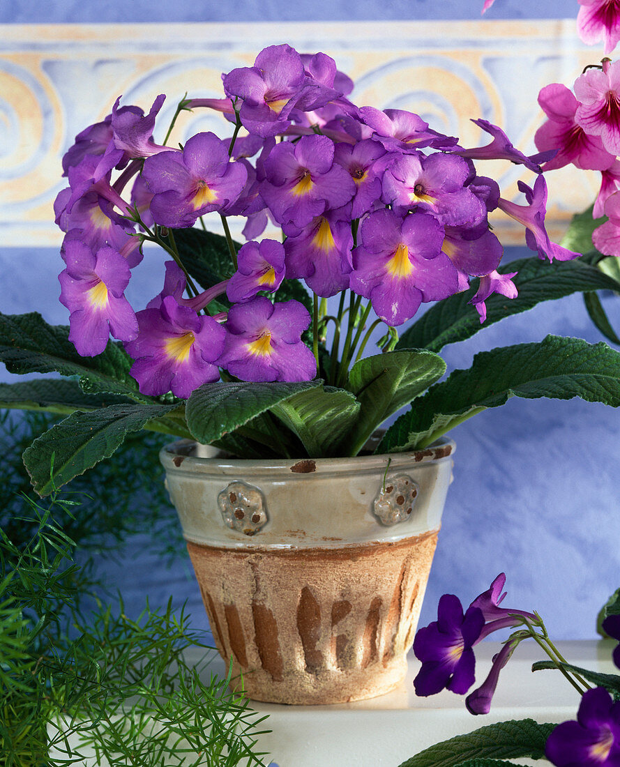 Streptocarpus-Hybride 'Rio Grande'