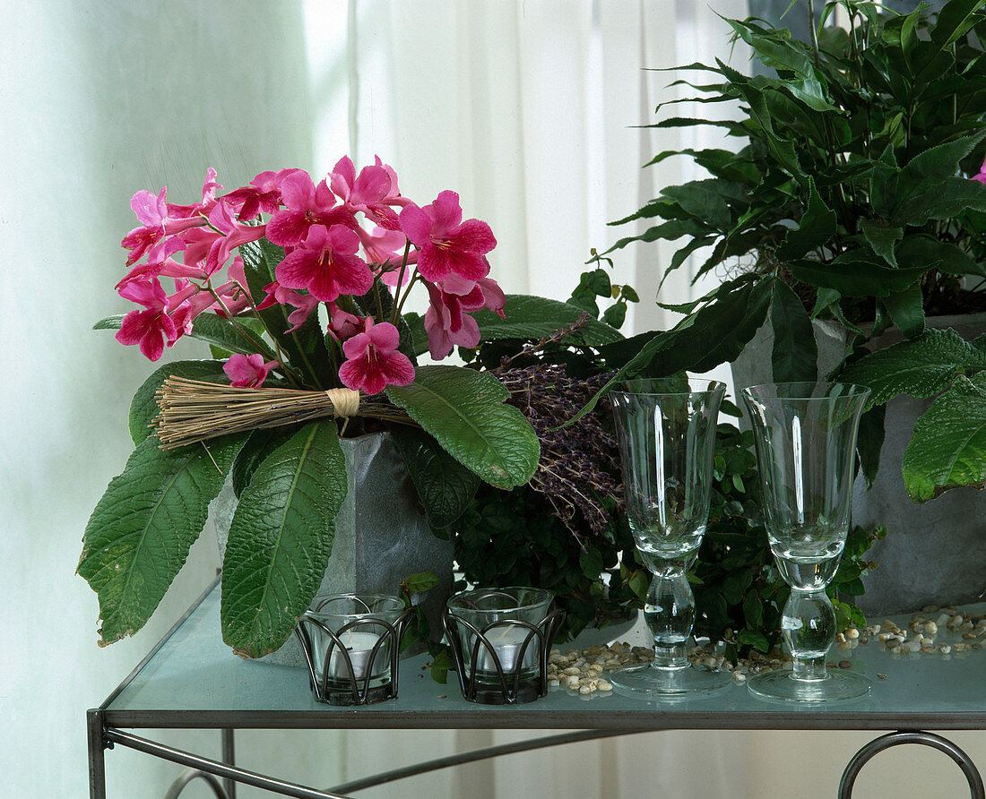 Streptocarpus hybr. 'Ramona' (turning fruit)