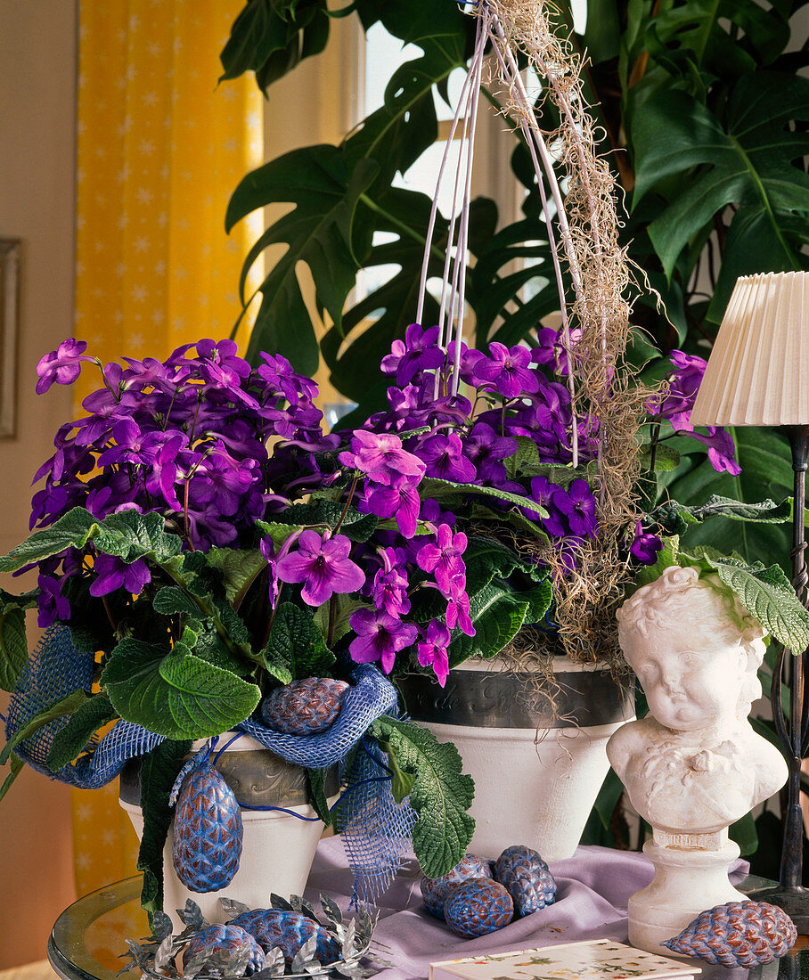 Streptocarpus hybr. 'Marleen'