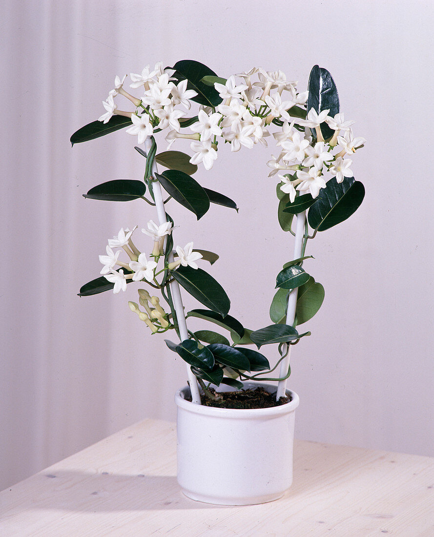 Stephanotis floribunda