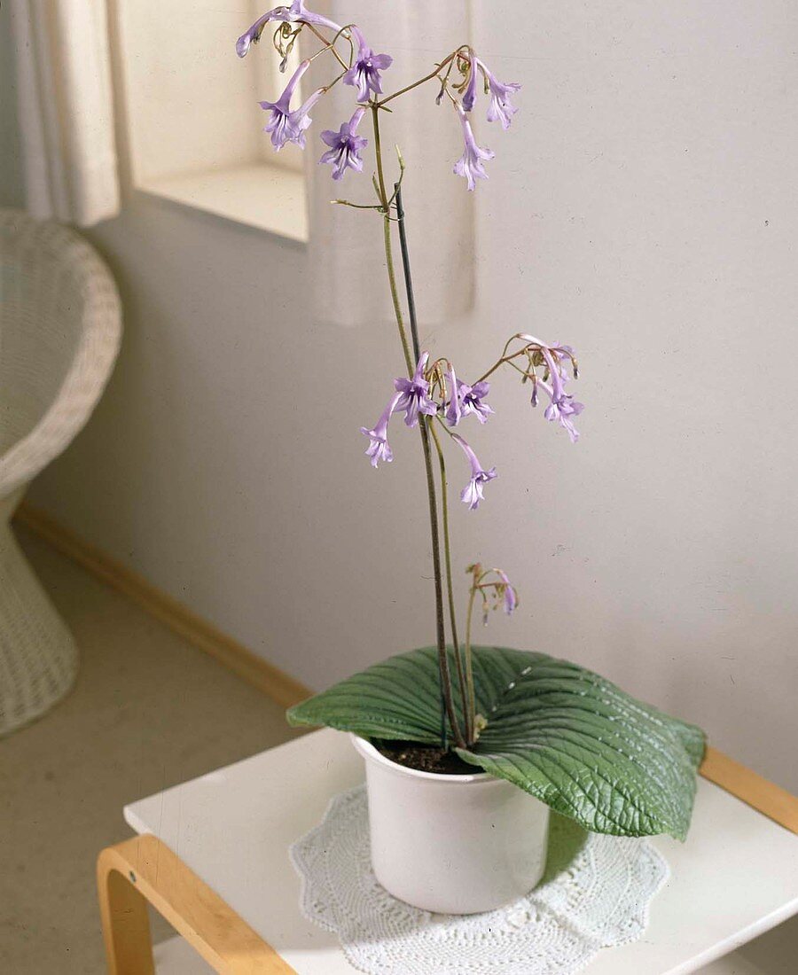 Streptocarpus wendlandii