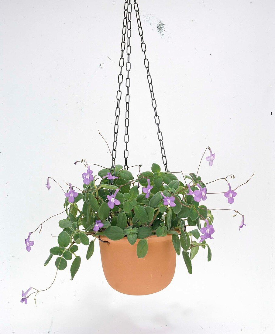 Streptocarpus hybrid