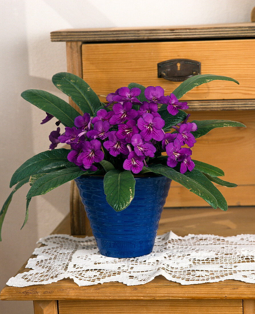 Streptocarpus