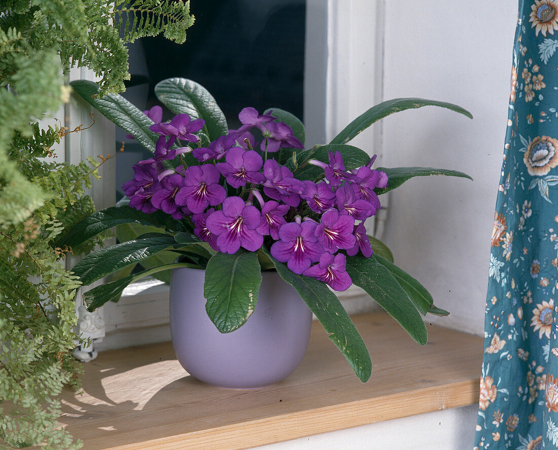 Streptocarpus hybrid