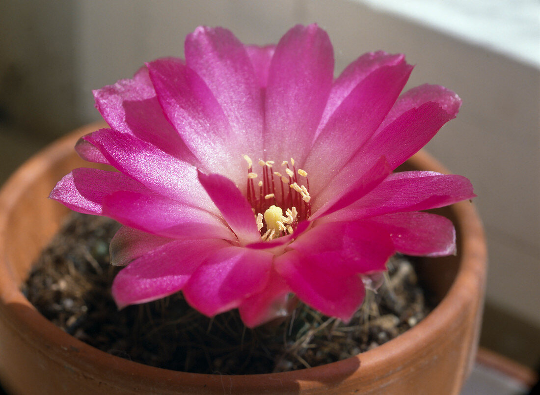 Sulcorebutia crispata