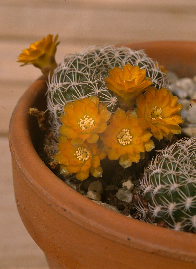 Sulcorebutia breriflora