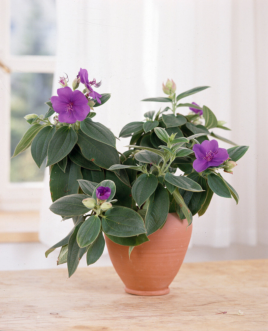 Tibouchina urvilleana