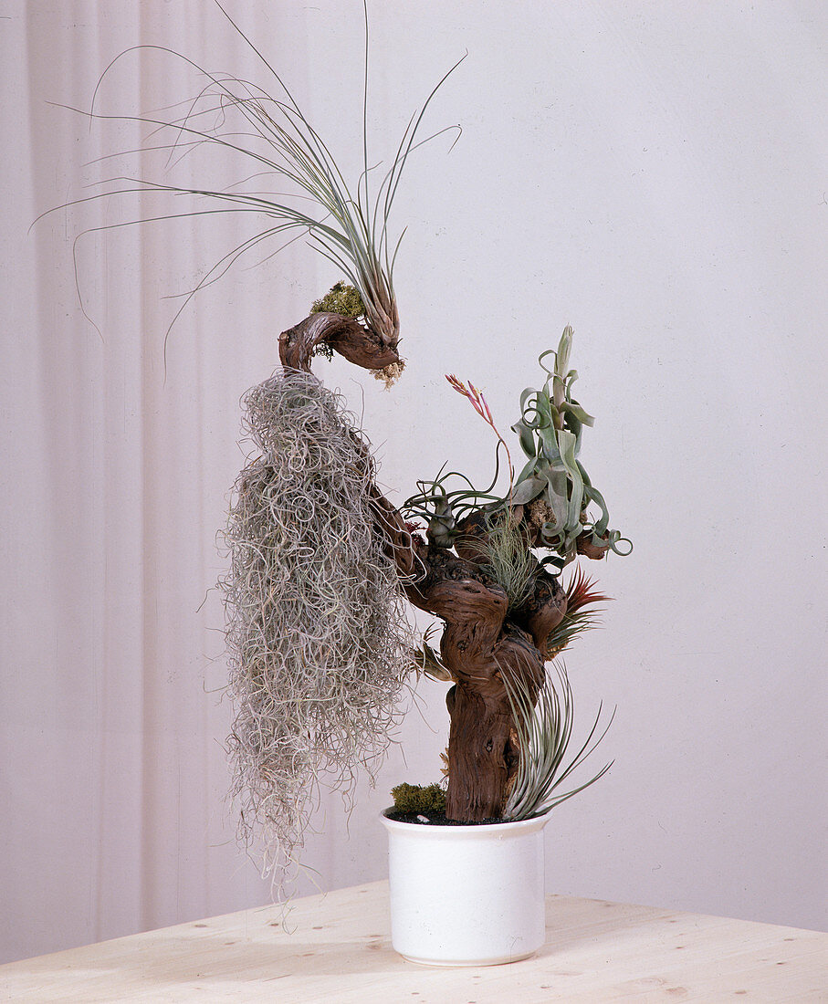 Tillandsia-Stamm,T.USMEOIDES,T.CYANEA