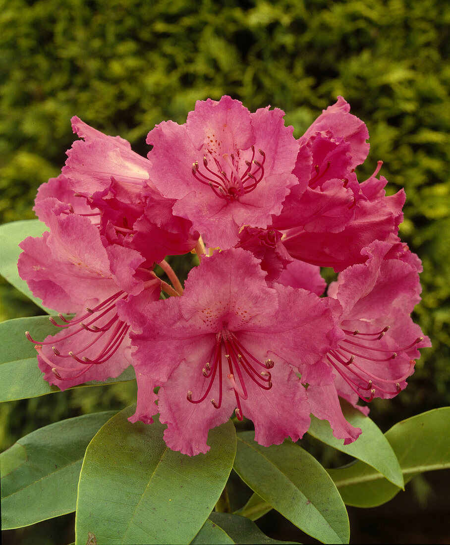 Rhododendron-Hybr. 'Dr. A. Enowitz' (Alpenrose)