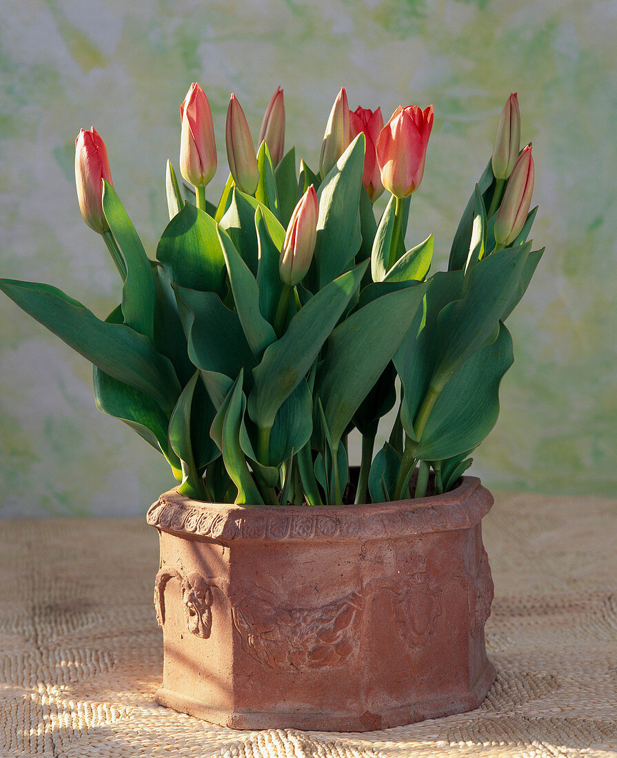 Tulipa 'Red Emperor'