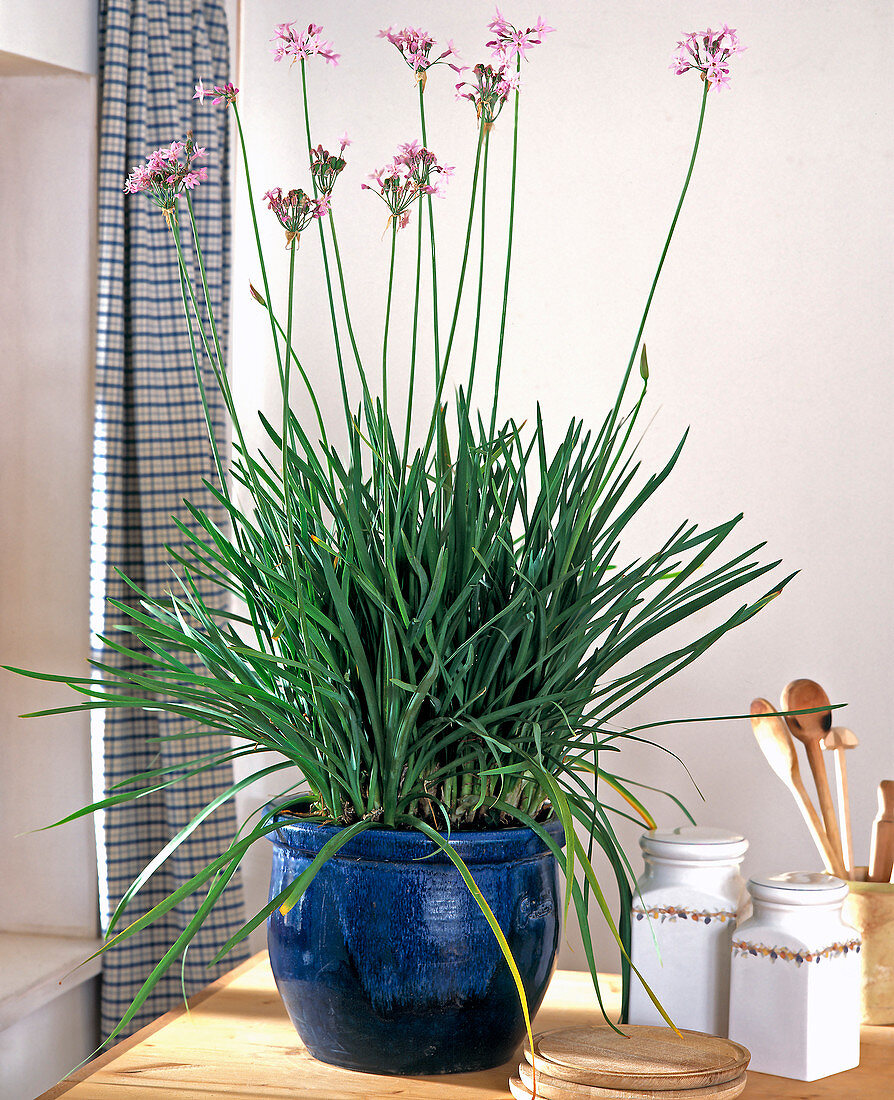 Tulbaghia violacea