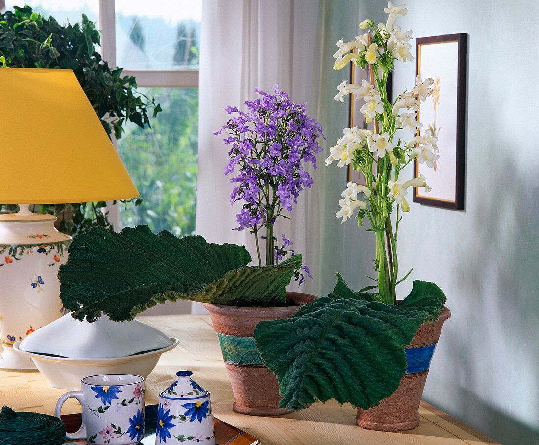 Streptocarpus vandeleurii (Like, Strongly Fragrant)